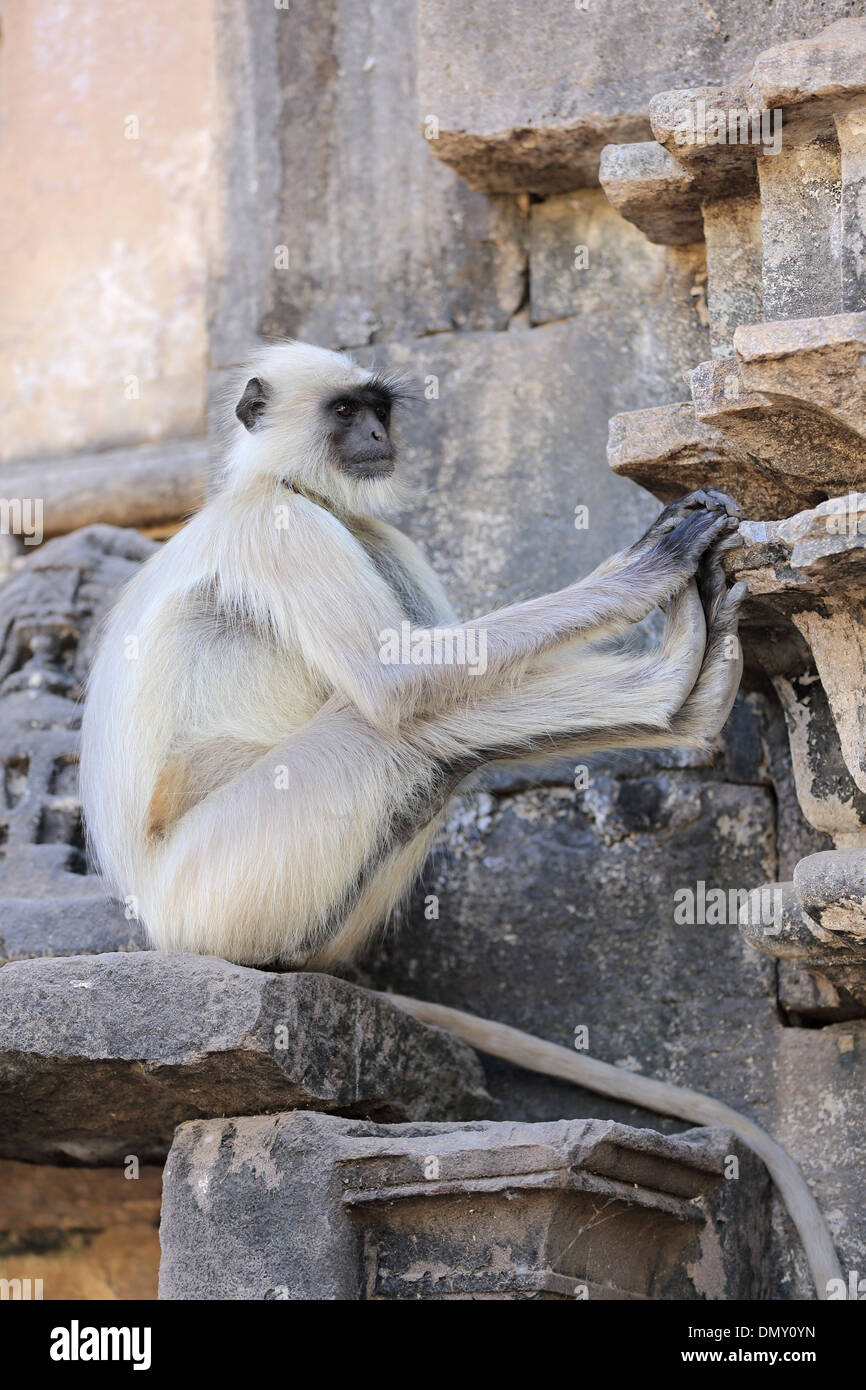 Graue Languren in Omkareshwar Madhya Pradesh, Indien Stockfoto