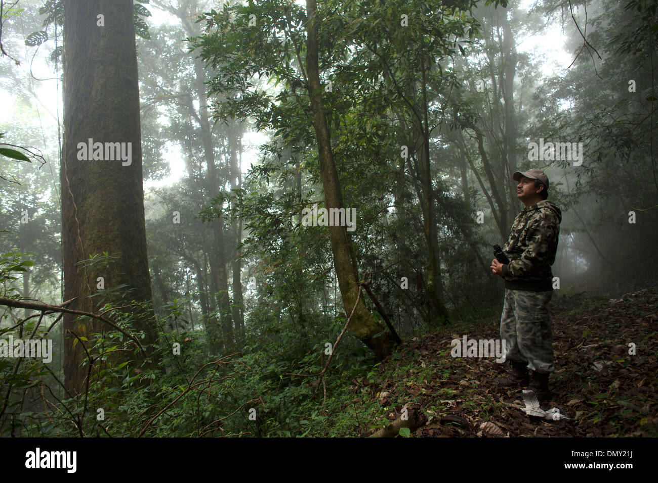 Der Wald in El Triunfo Biosphären-Reservat in den Bergen der Sierra Madre, Bundesstaat Chiapas, Mexico. Stockfoto