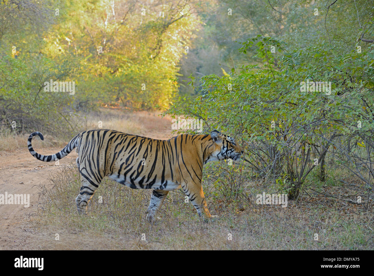 Ein Spaziergang durch einen trockenen Laubwald in Ranthambhore Tiger Stockfoto