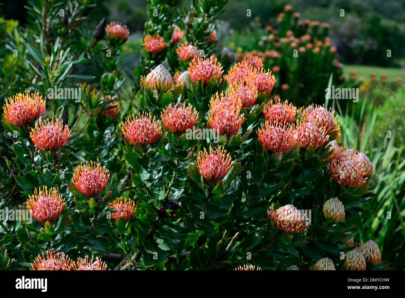 Leucospermum Glabrum Helderfontein Orange Blumen Nadelkissen protea blühen blühen Stockfoto