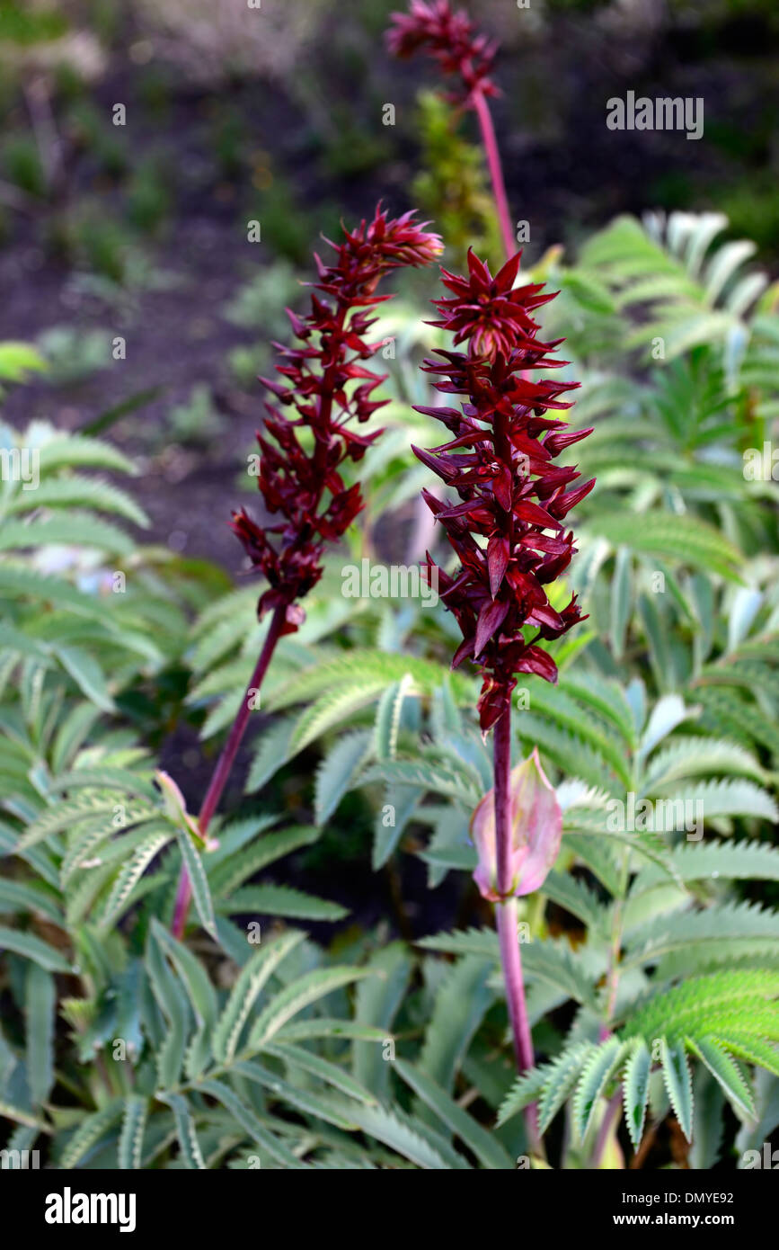 Melianthus major Honig Blume Riesen Honig Blume Berg Fynbos rote Blume Spike grüne Laub Blätter Stockfoto