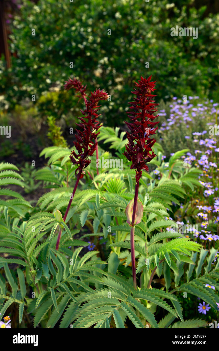 Melianthus major Honig Blume Riesen Honig Blume Berg Fynbos rote Blume Spike grüne Laub Blätter Stockfoto