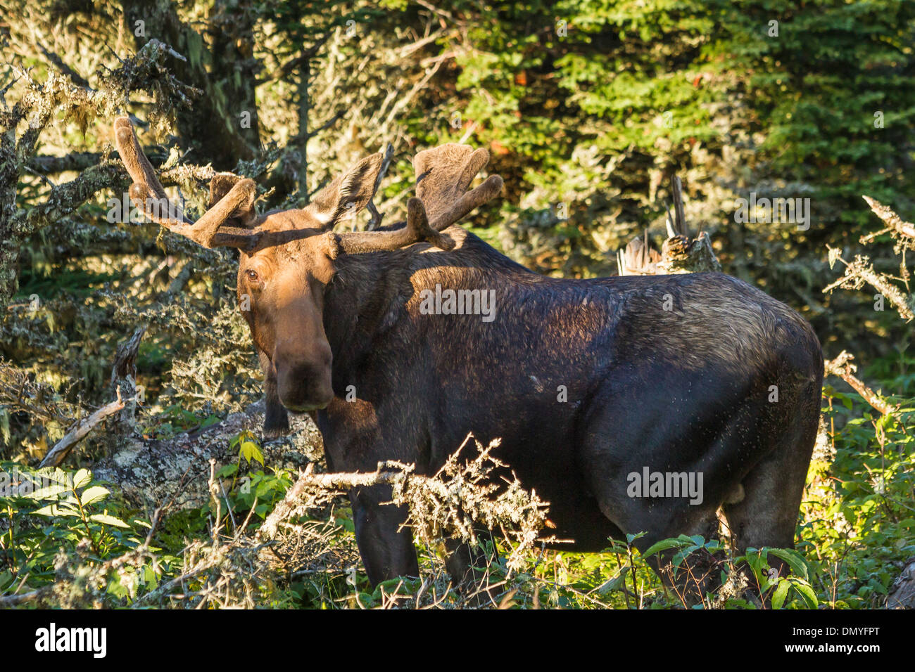 Ein Stier Elch steht in sonniger Lage neben der Skyline Trail im Cape Breton Highlands, Nova Scotia Stockfoto