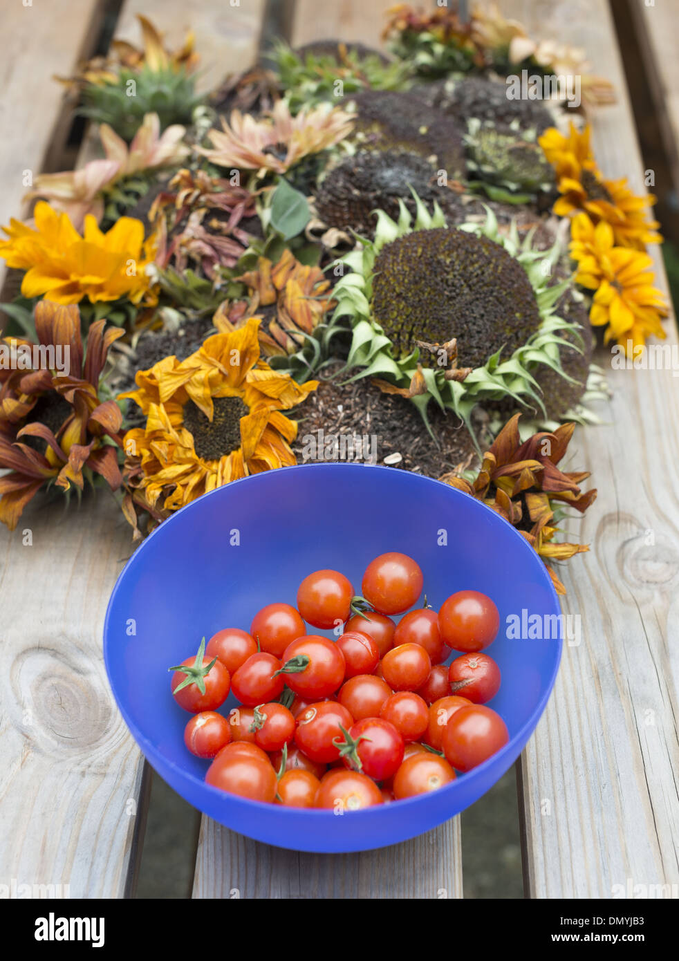 Eine Vielzahl von geernteten Sonnenblumenköpfe austrocknen bereit für Johannisbeermarmelade und eine Schüssel mit frisch gepflückten Cherry-Tomaten Stockfoto