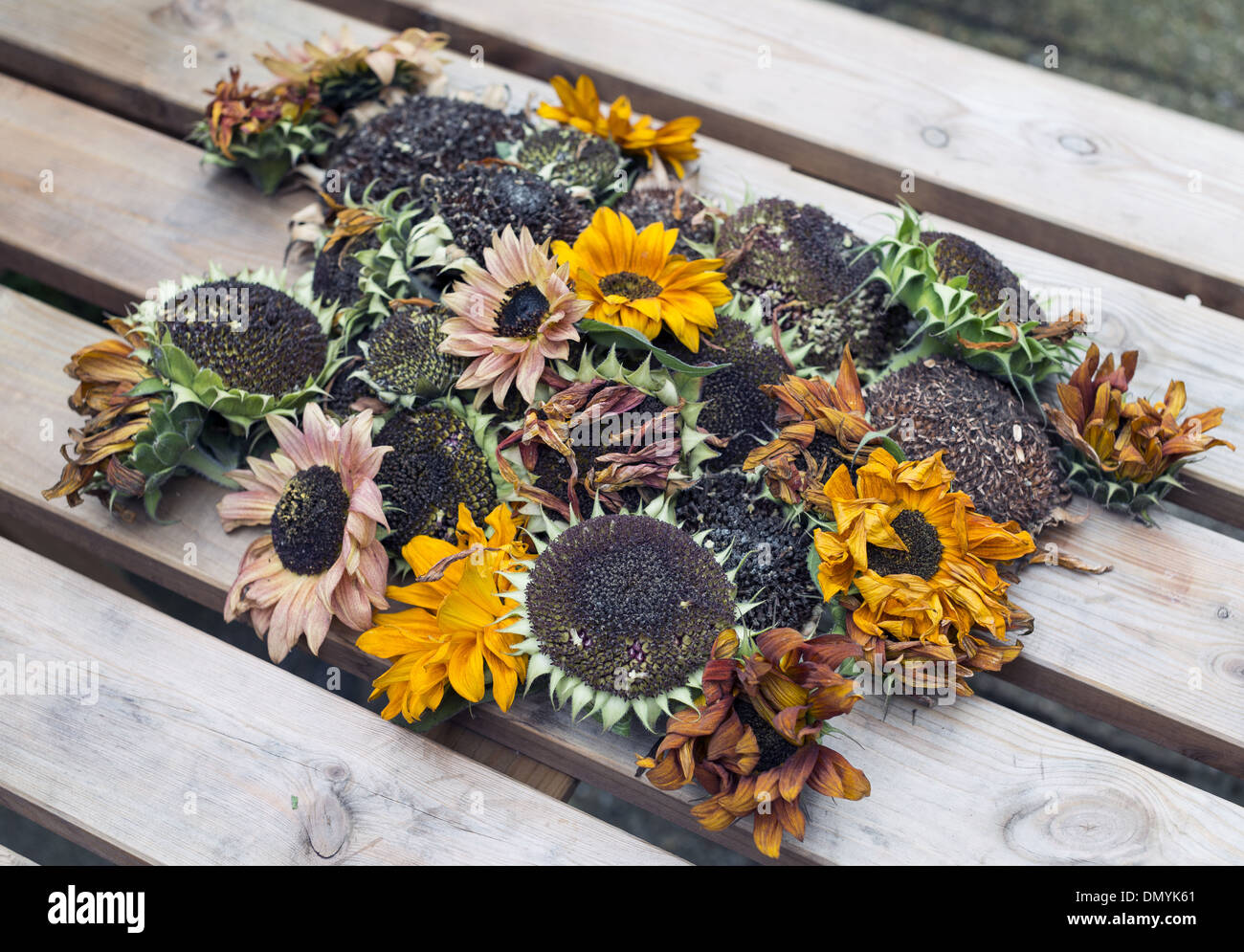 Eine Vielzahl von geernteten Sonnenblumenköpfe Austrocknen auf hölzernen Gartentisch bereit für Johannisbeermarmelade Stockfoto