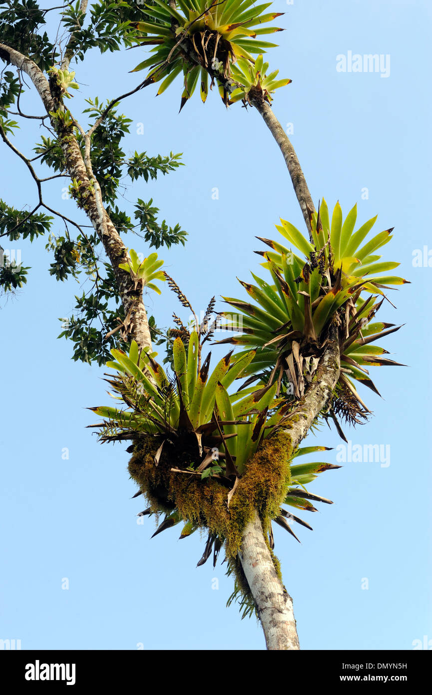 Epiphyten, Farne, Orchideen und Bromelien wachsen an einem Baum auf th Rand des tropischen Regenwaldes auf der Halbinsel Osa. Costa Rica Stockfoto