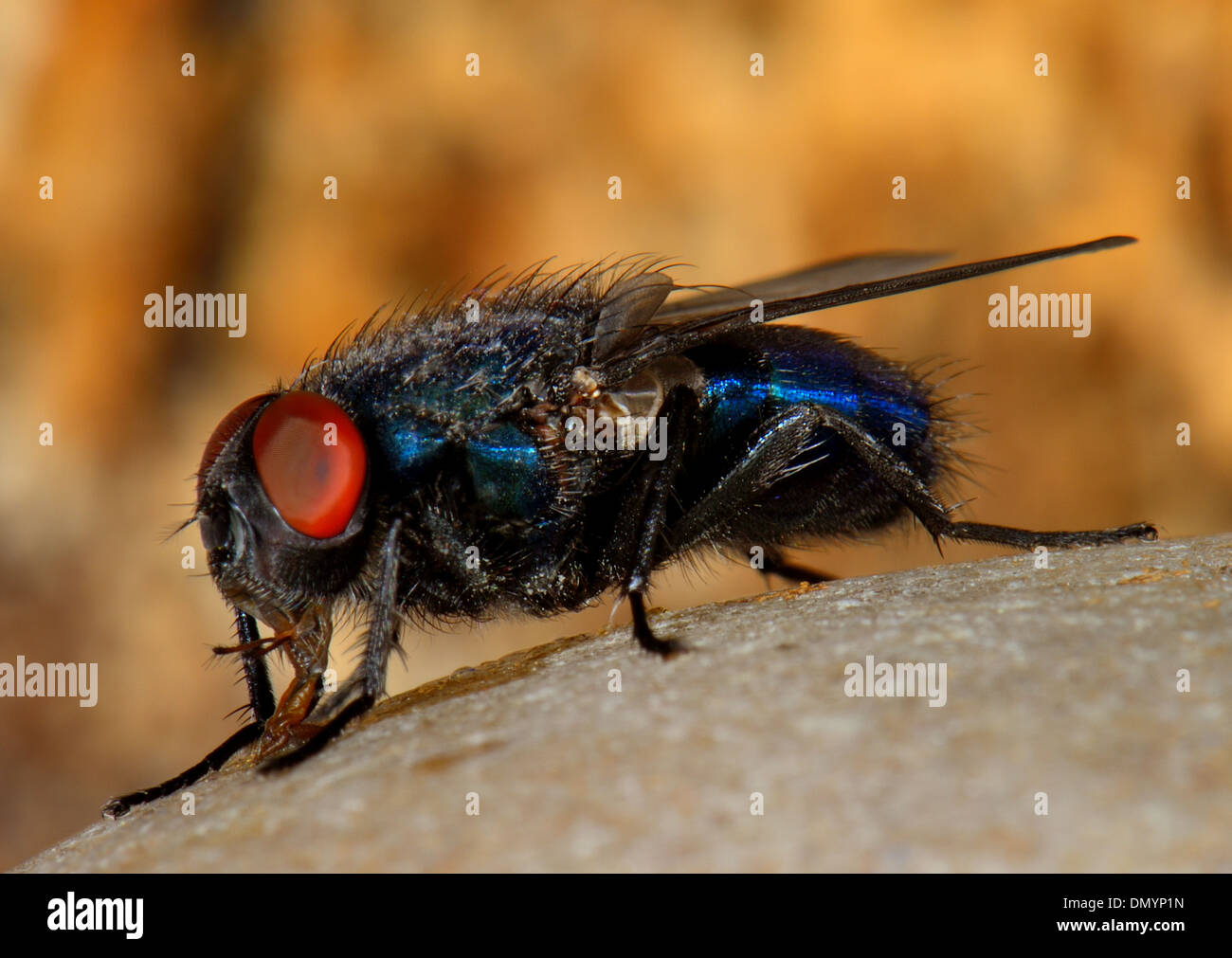 Nahaufnahme von einer gemeinsamen Zusammenarbeit oder Schmeißfliege, Hexamerinaufnahme Emetikum Stockfoto