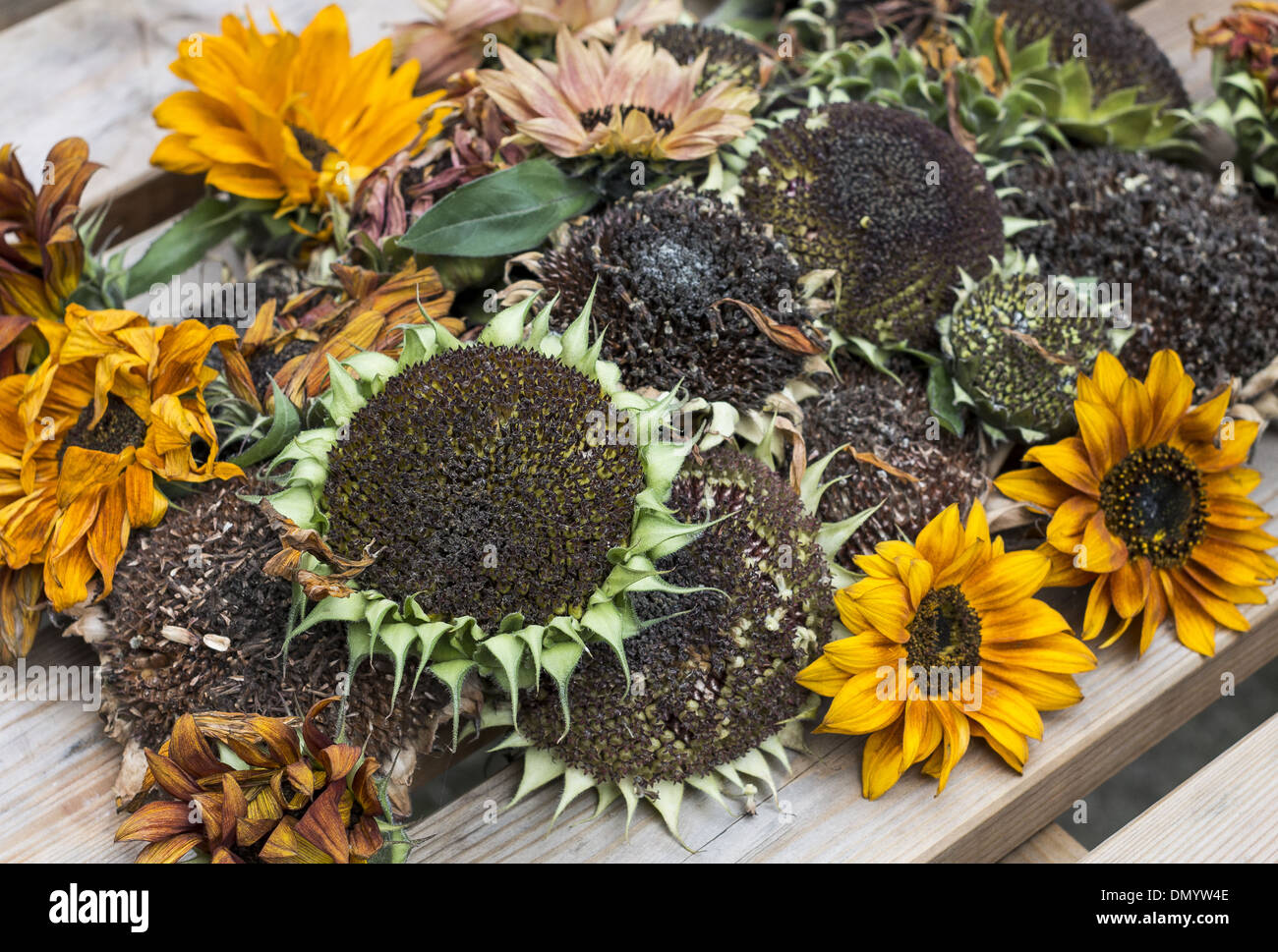 Eine Vielzahl von geernteten Sonnenblumenköpfe Austrocknen auf hölzernen Gartentisch bereit für Johannisbeermarmelade Stockfoto