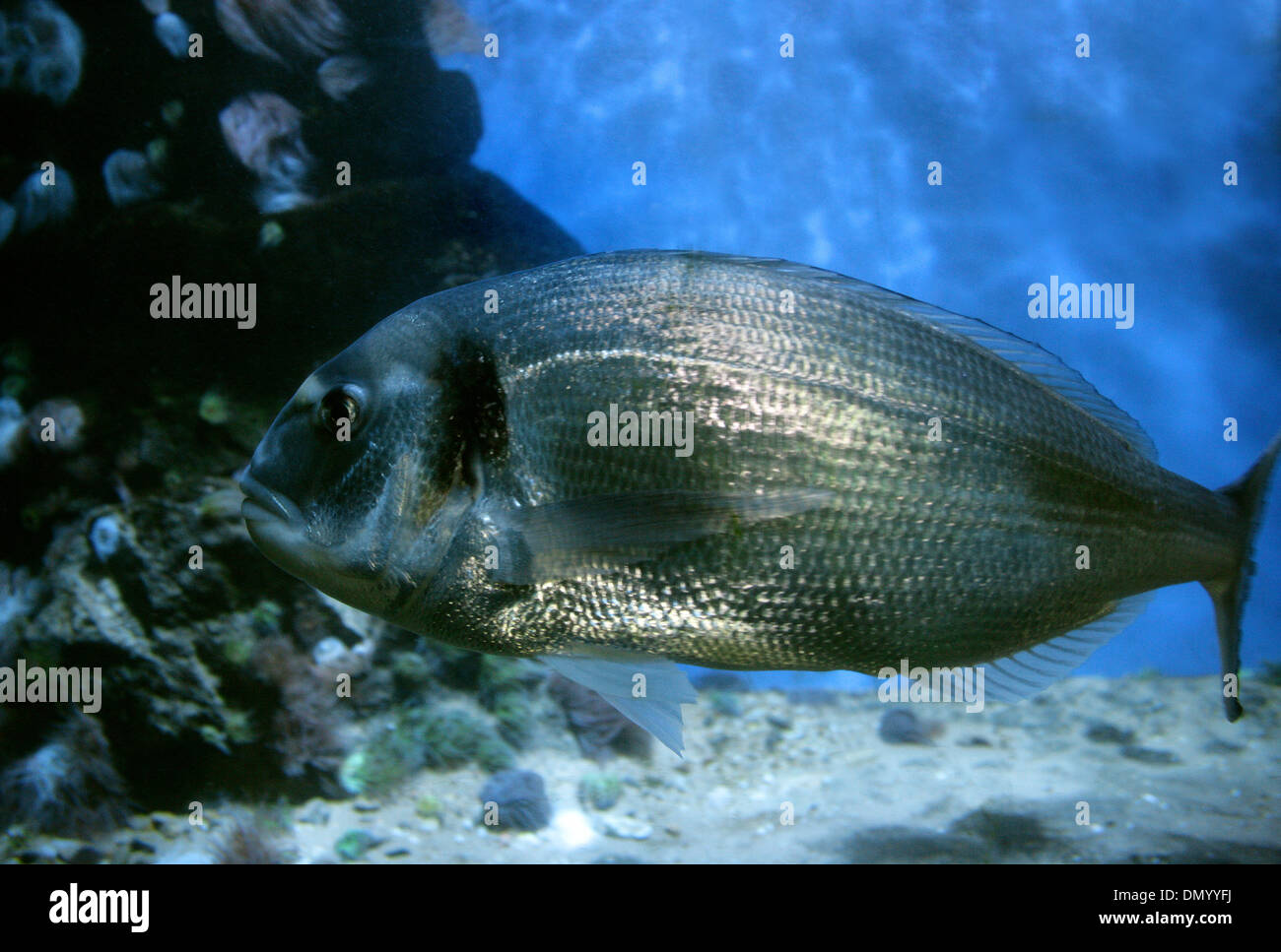 Vergoldung-Kopf Brassen, Sparus Aurata Sparidae, Barsch, Chordata. Europa. Im Mittelmeer und im Nord-Atlantik gefunden Stockfoto