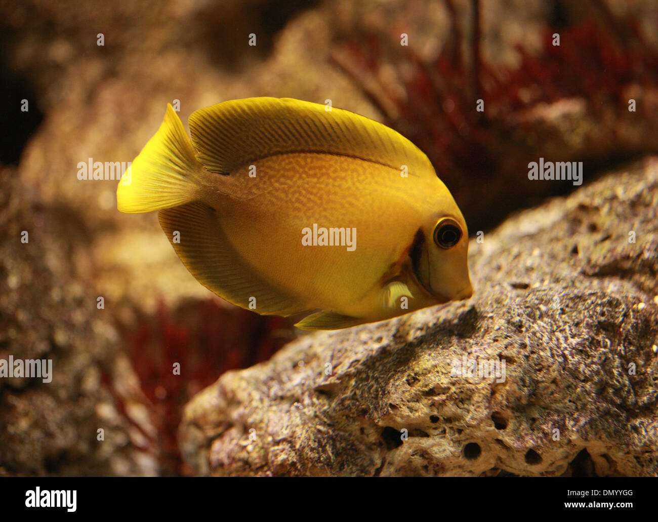 Läutet Angelfish, Centropyge Heraldi, Pomacanthidae, Barsch. Stockfoto