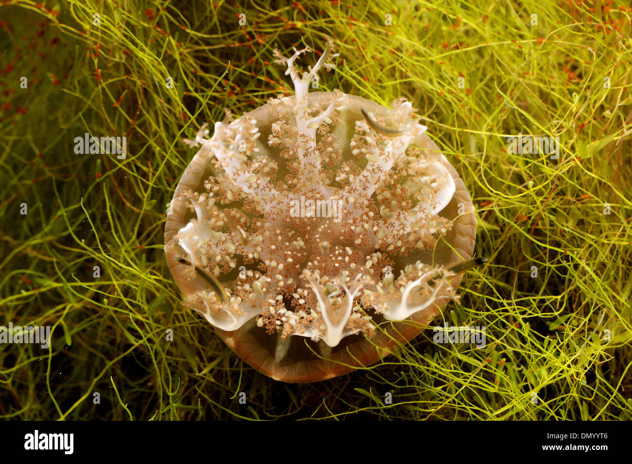 Upside Down Jellyfish, Cassiopea Ornata, Rhizostomeae, Cassiopeidae, Abstammungsverhältnisse Hautverletzungen. Philippinen, Asien. Stockfoto