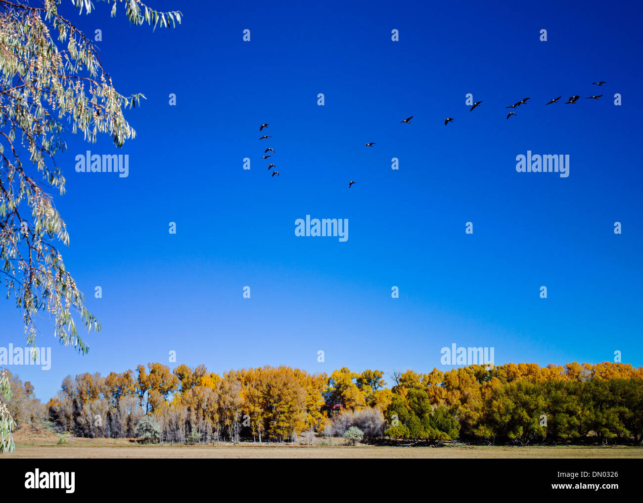 Kanadische Gänse fliegen in V-Formation, die Migration von Süden für den Winter. Stockfoto