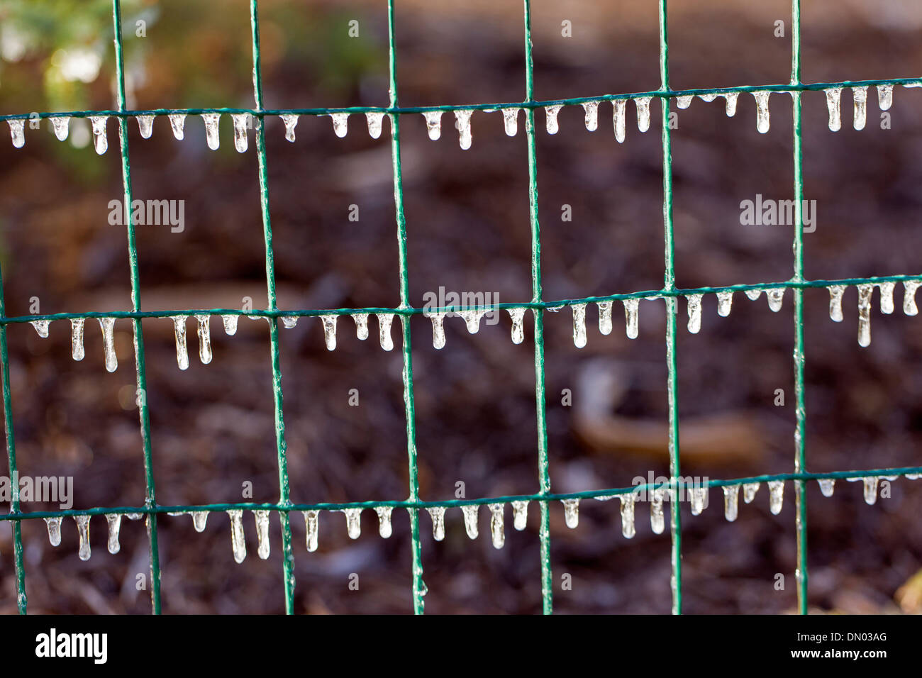 Nahaufnahme von Wassertropfen auf einem Gartenzaun gefroren Stockfoto