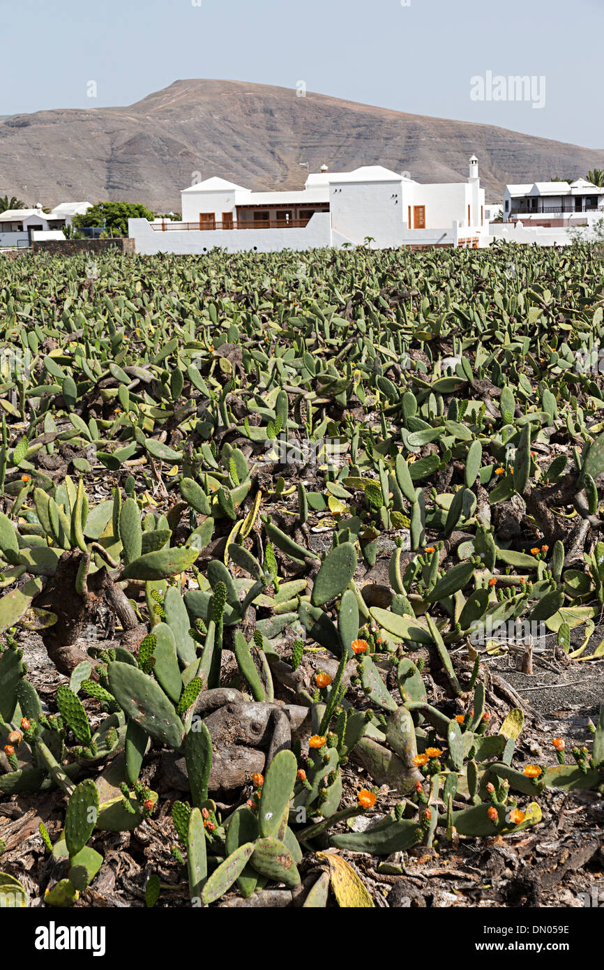 Ein Feld von Opuntia Feigenkaktus gezüchteten Cochenille Käfern auf Lanzarote, Kanarische Inseln, Spanien Stockfoto