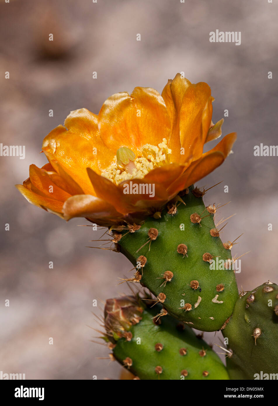 Opuntia Feigenkaktus, gezüchtet auf Lanzarote Cochenille Käfern, Kanarische Inseln, Spanien Stockfoto