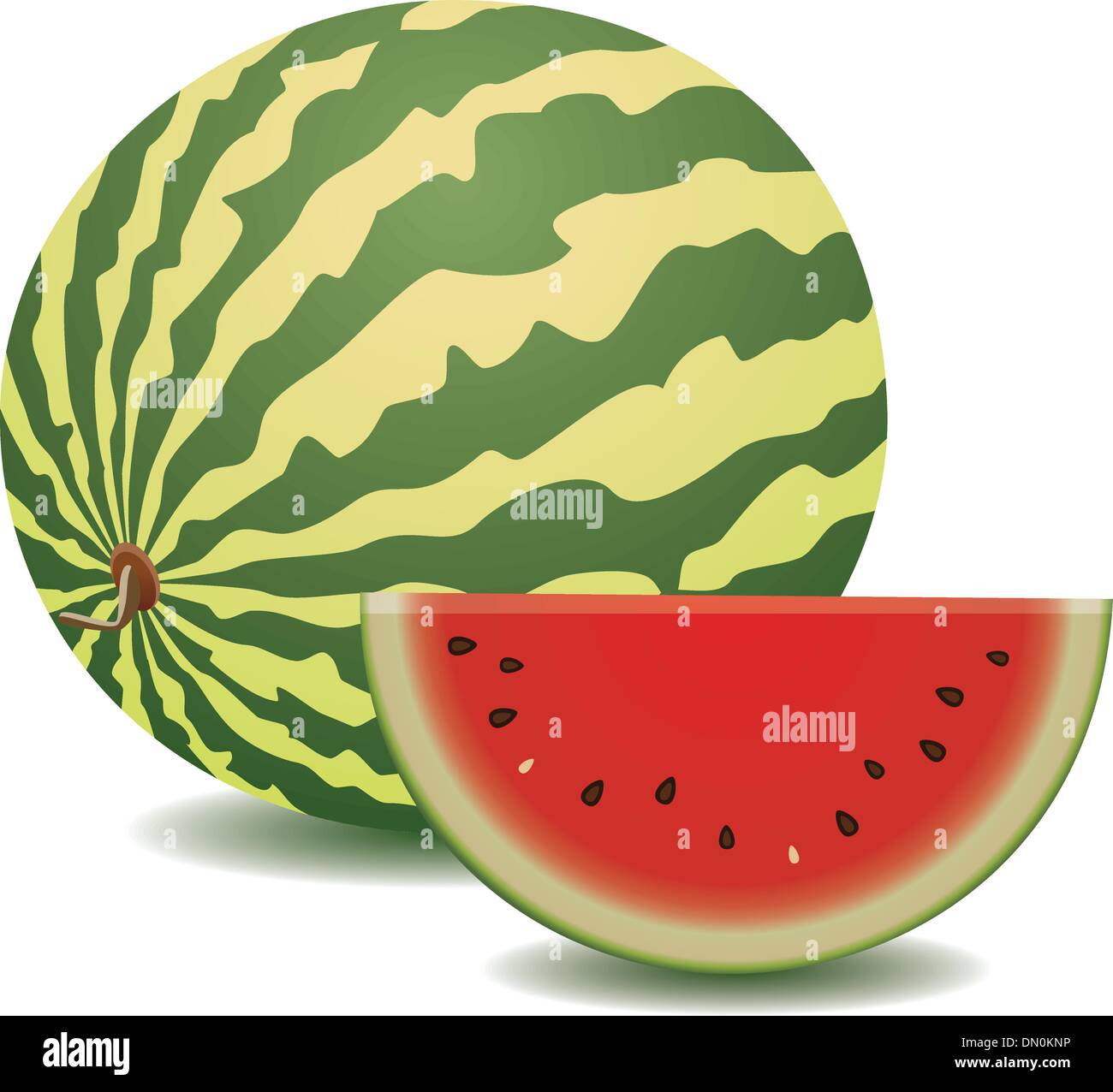 Vektor-Wassermelone Stock Vektor