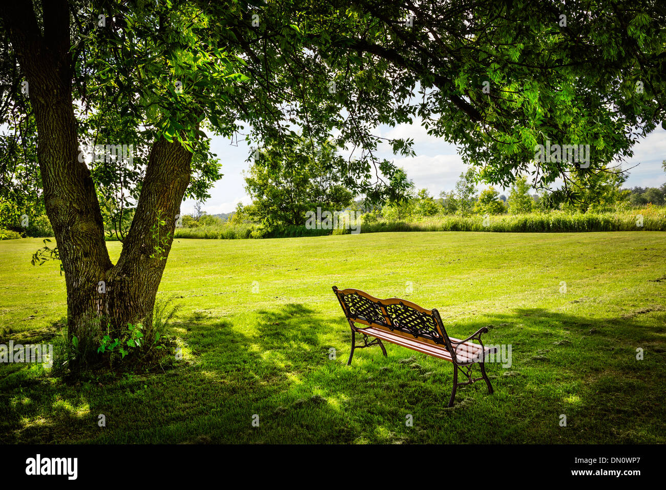 Bank unter üppigen schattigen Baum im Sommerpark Stockfoto