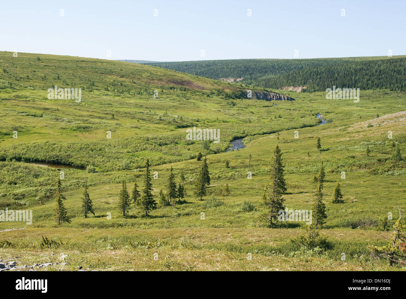 Grünen Tal mit Tannen in der Nähe von Ural Berge, Russland Stockfoto