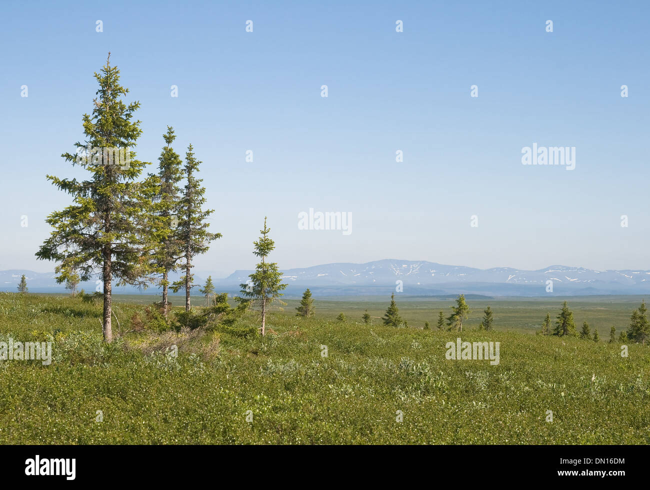 Grünen Tal mit Tannen in der Nähe von Ural Berge, Russland Stockfoto