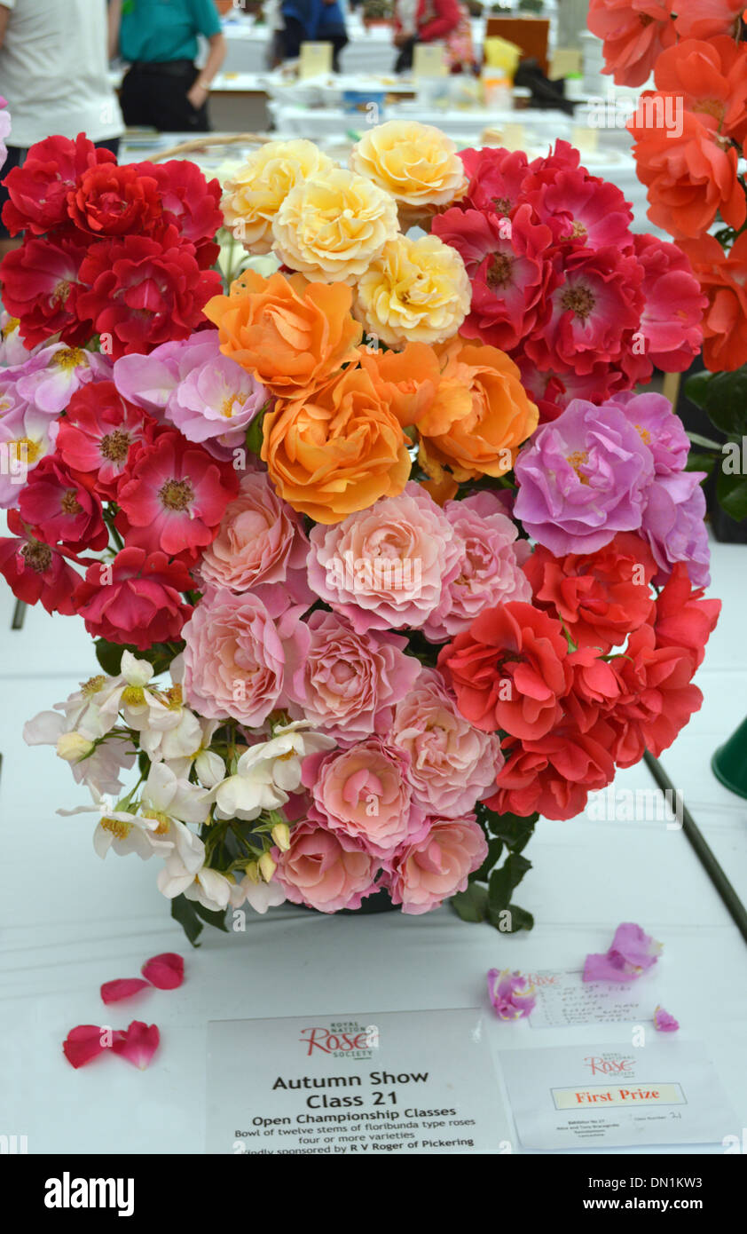 Mehrfarbige Darstellung von Rosen in einer Vase in Harrogate Herbst Flower Show Yorkshire gemischt Stockfoto