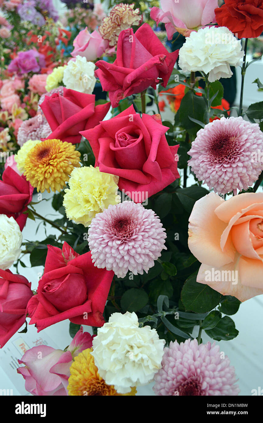 Gemischte Blume Anzeige der Rosen & Chrysanthemen bei Harrogate Herbst Flower Show Yorkshire Stockfoto