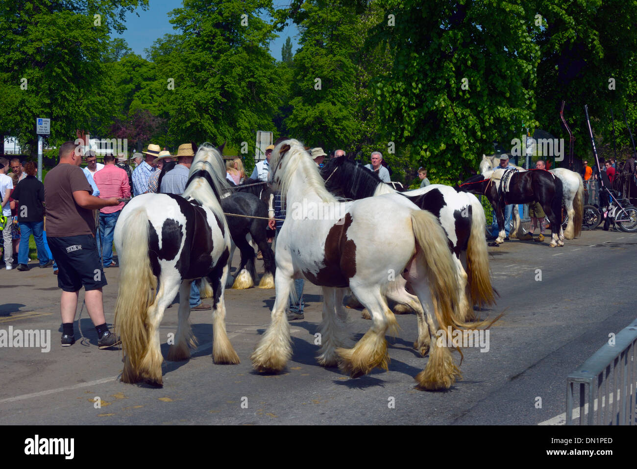 Gypsy-Reisende mit Pferden. Appleby Pferdemesse, Juni 2013. Appleby in Westmorland, Cumbria, England, Vereinigtes Königreich, Europa. Stockfoto