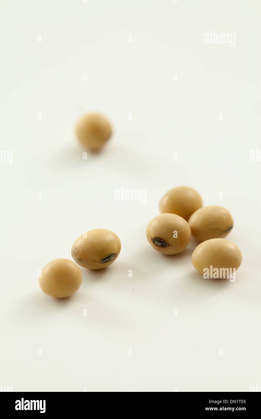 Sojabohnen, die Aufnahmen im studio Stockfoto
