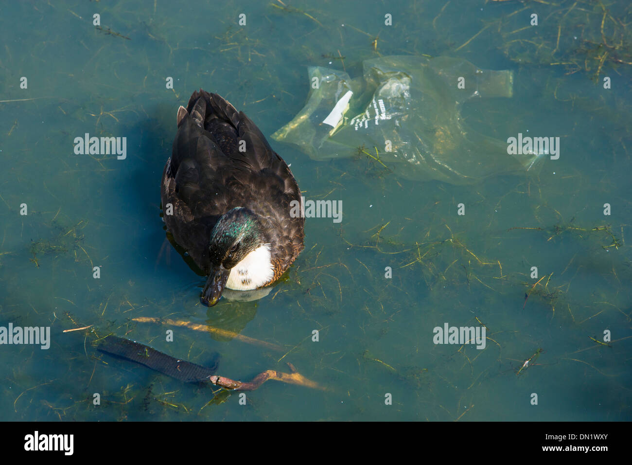 Ente auf einem verschmutzten Teich Stockfoto