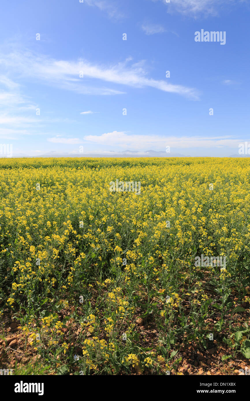 Raps-Felder auf der Autobahn N2 Stockfoto
