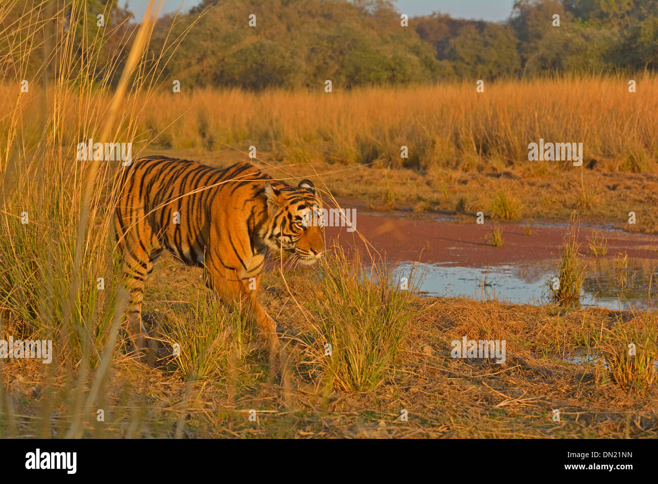 Tiger patrouillieren in seinem Hoheitsgebiet in Ranthambhore National park Stockfoto
