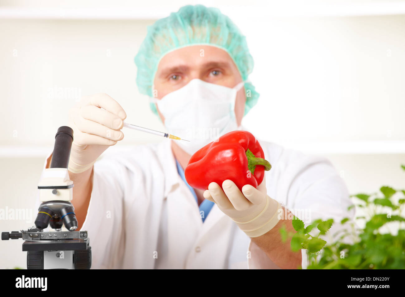 Forscher halten ein GVO-Gemüse Stockfoto