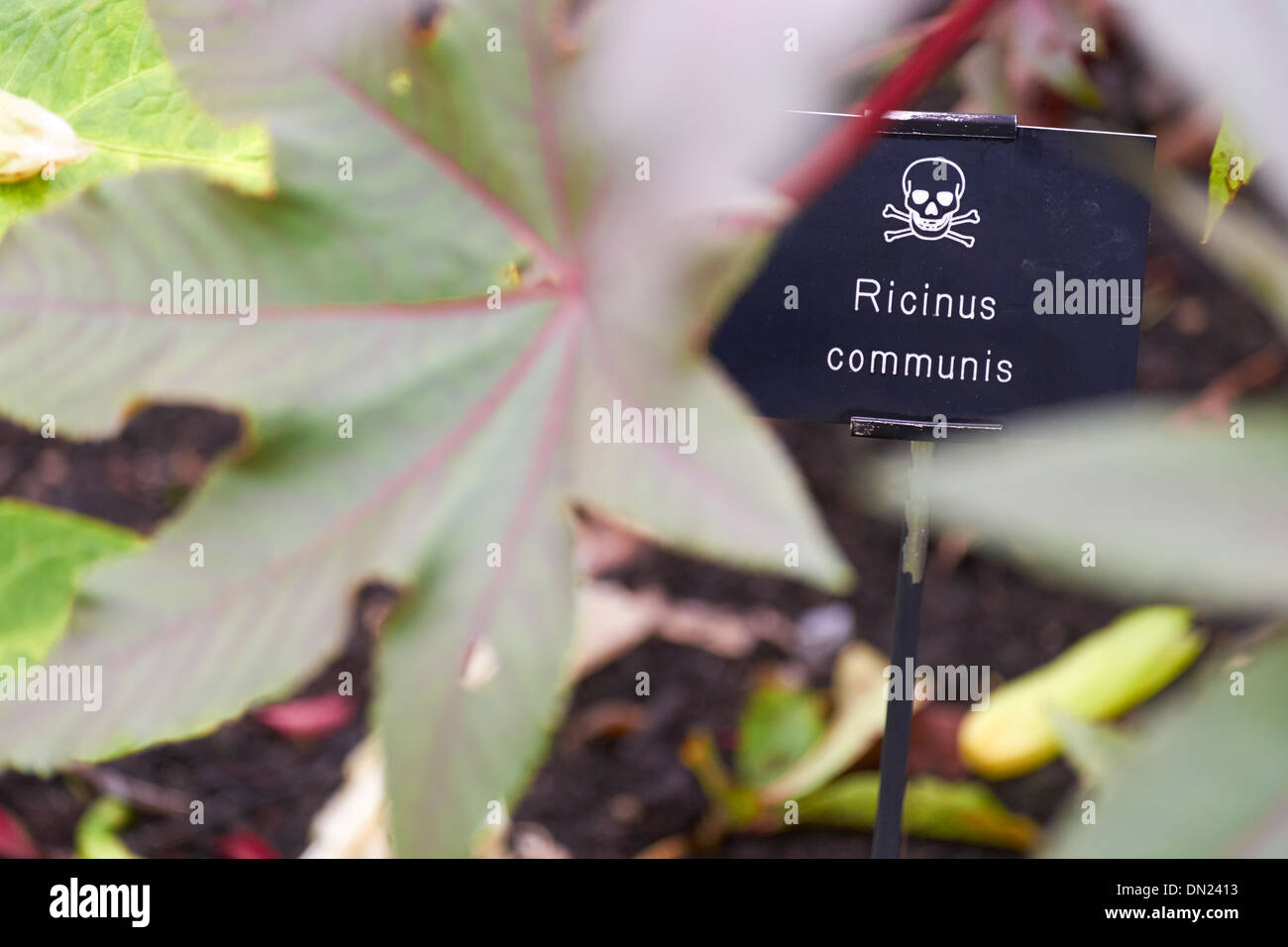 Ricinus Communis, Poison Garten bei Alnwick Garden, Northumberland, England, UK. Stockfoto