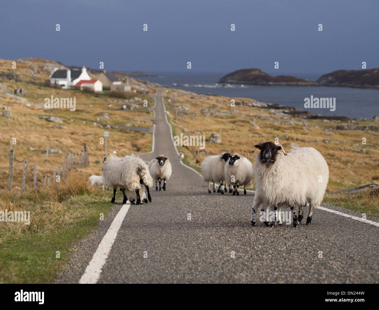 Schafe auf der Straße, Isle of Harris, Schottland Stockfoto