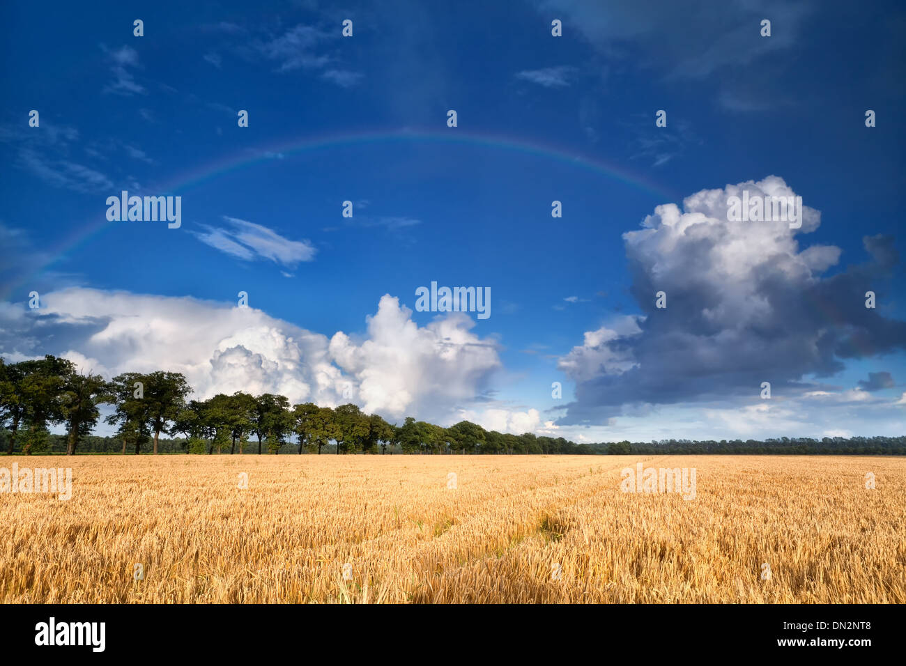 Regenbogen über Weizenfeld Sommertag Stockfoto
