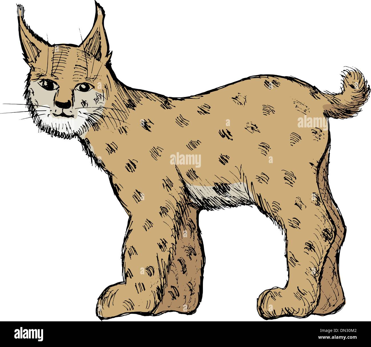 Luchs Auf Weiss Stock Vektorgrafik Alamy