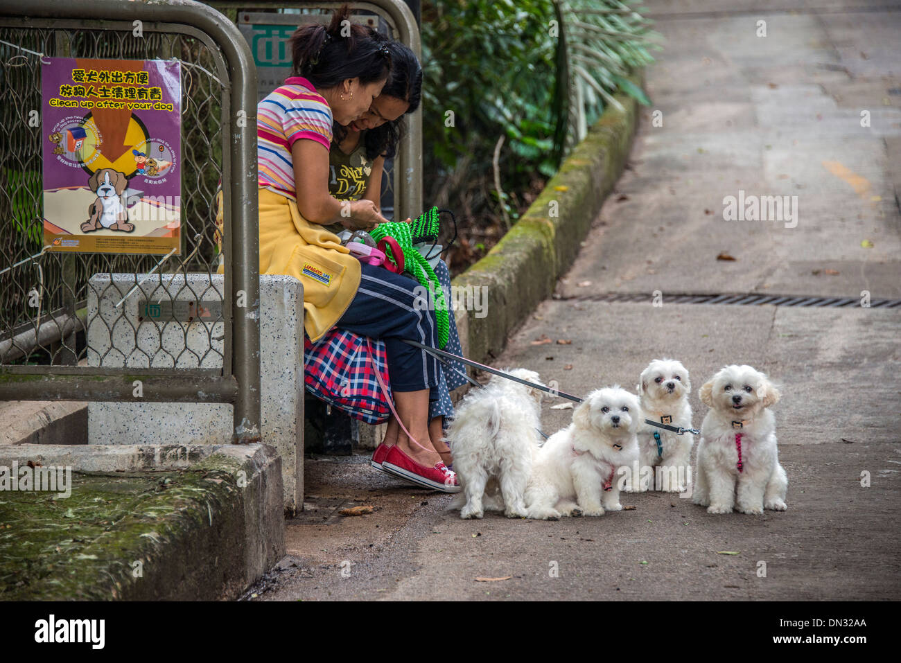 2 Frauen mit 4 identische weiße Hunde Stockfoto