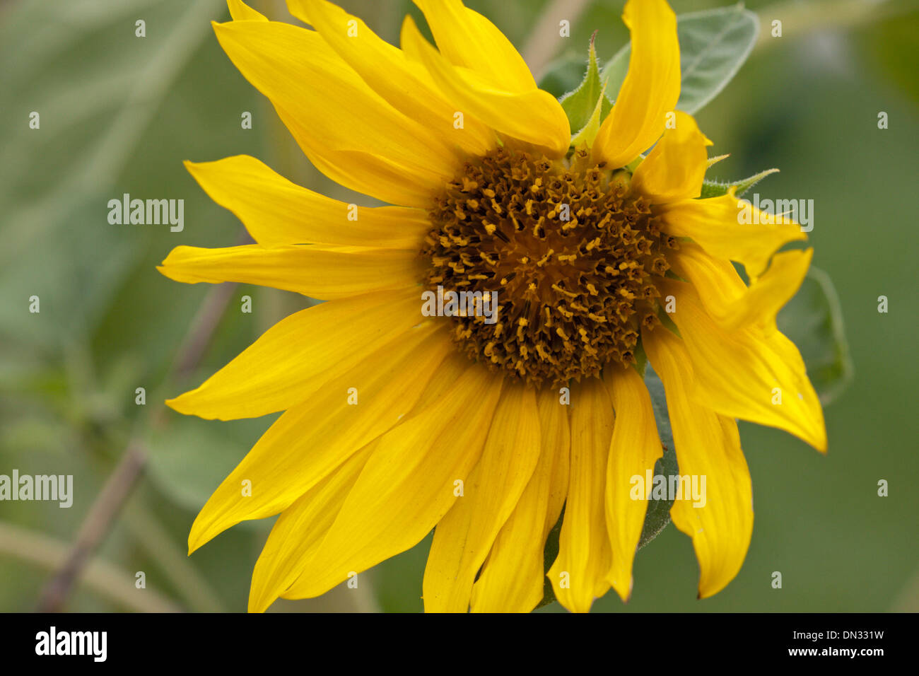 Sonnenblume Blüte gelb Stockfoto