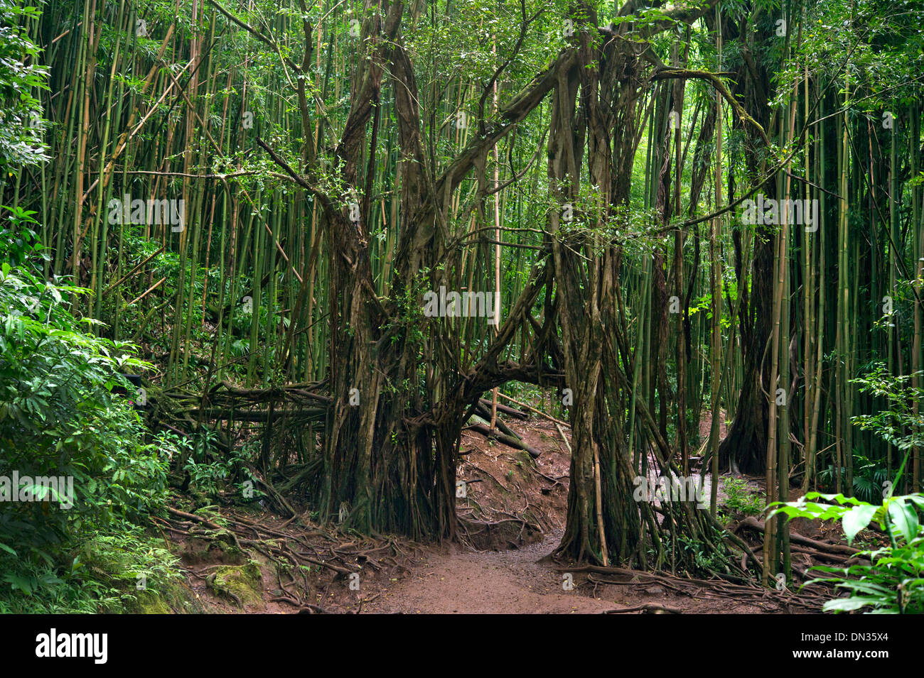 Pfad in den Dschungel auf der Insel Oahu, Hawaii Stockfoto