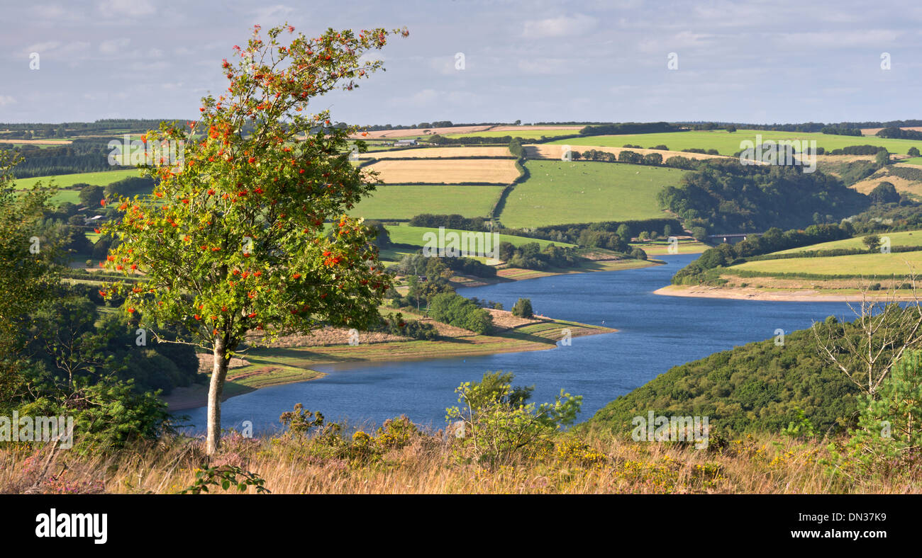 Die Eberesche auf Haddon Hügel, mit Blick auf Wimbleball See, Exmoor, Somerset, England. (August) im Sommer 2013. Stockfoto