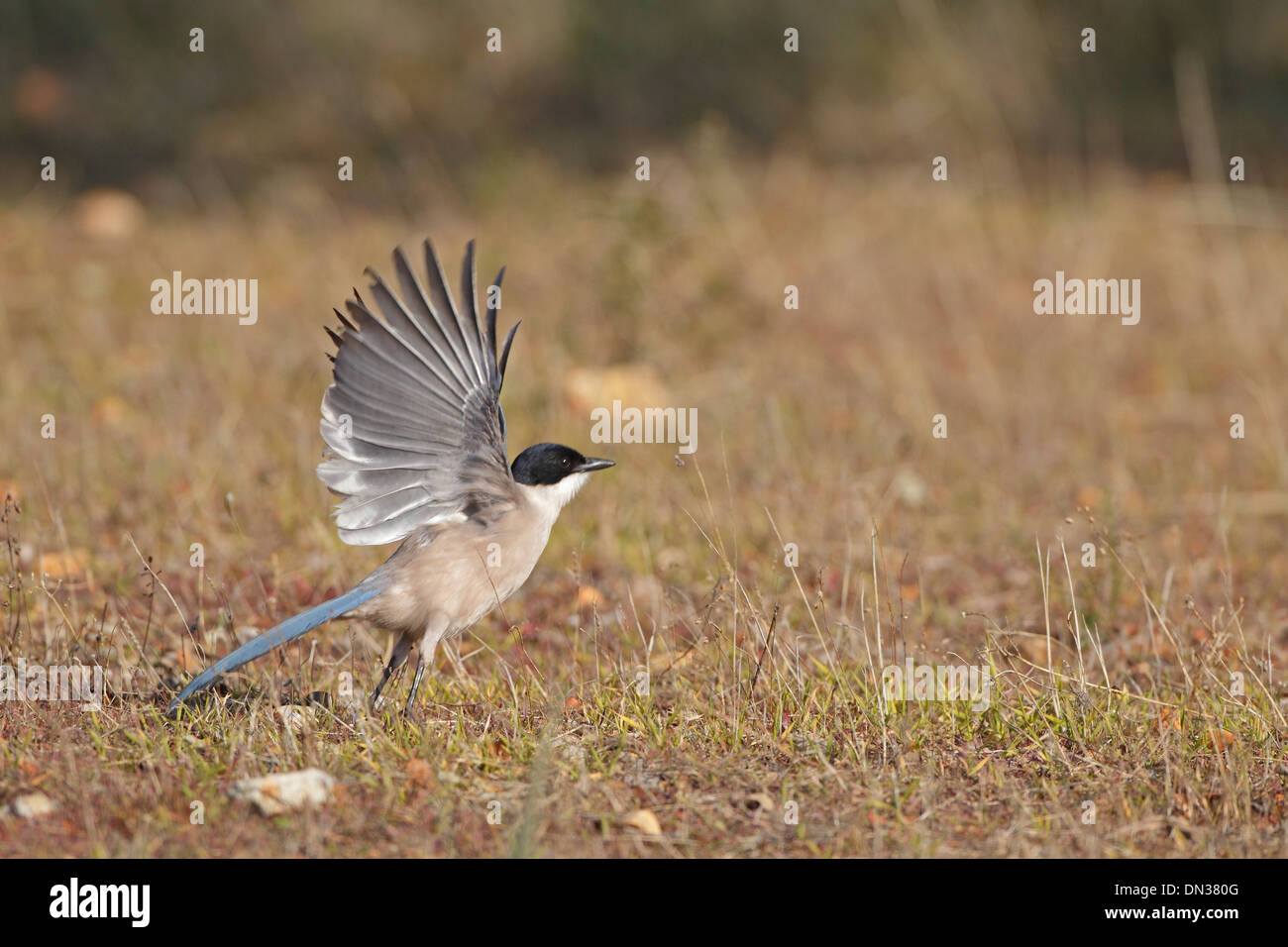 Azure-winged Elster ausziehen Stockfoto