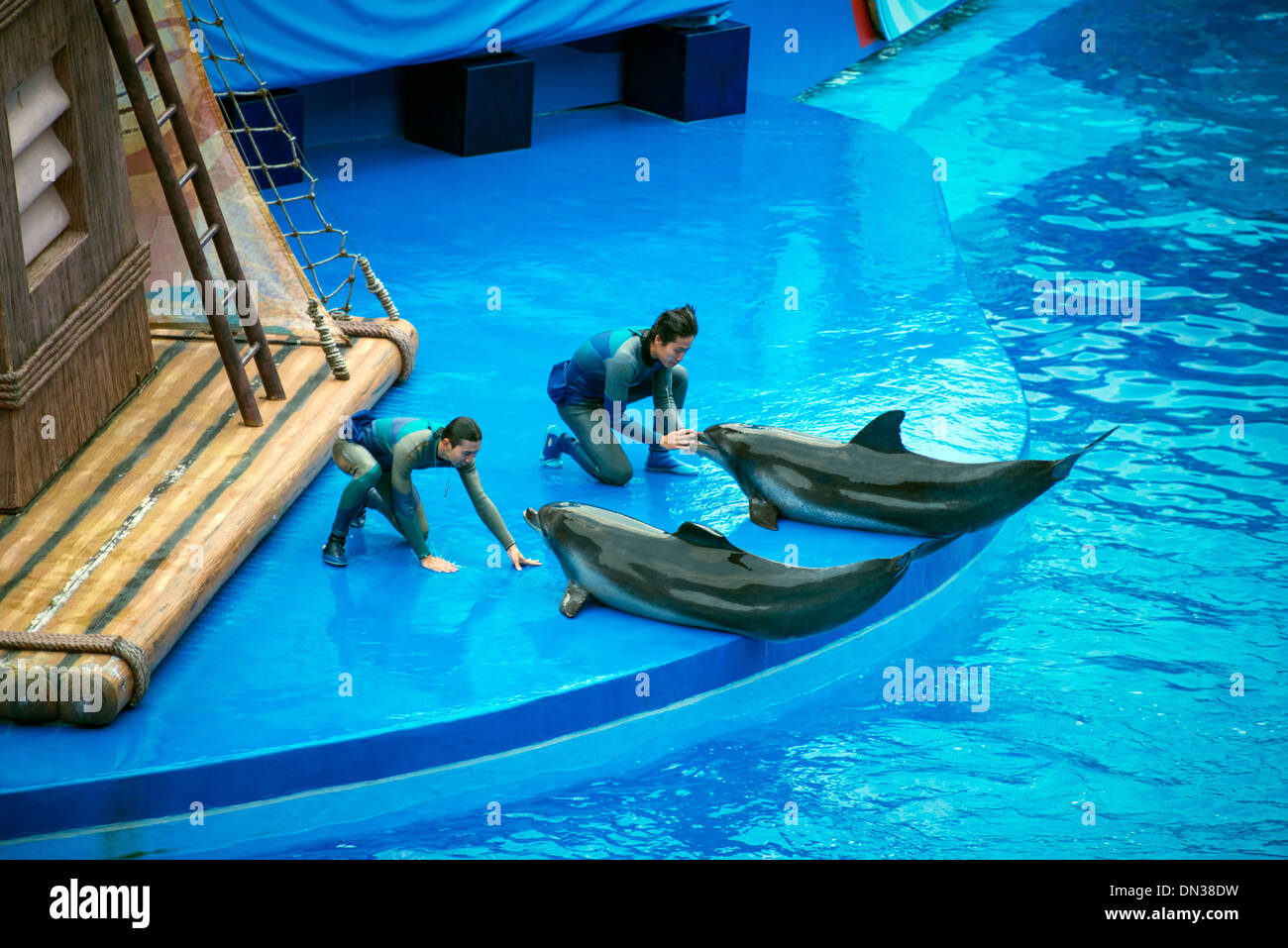 Delfine spielen mit Menschen, Ocean Park, Hong Kong Stockfoto