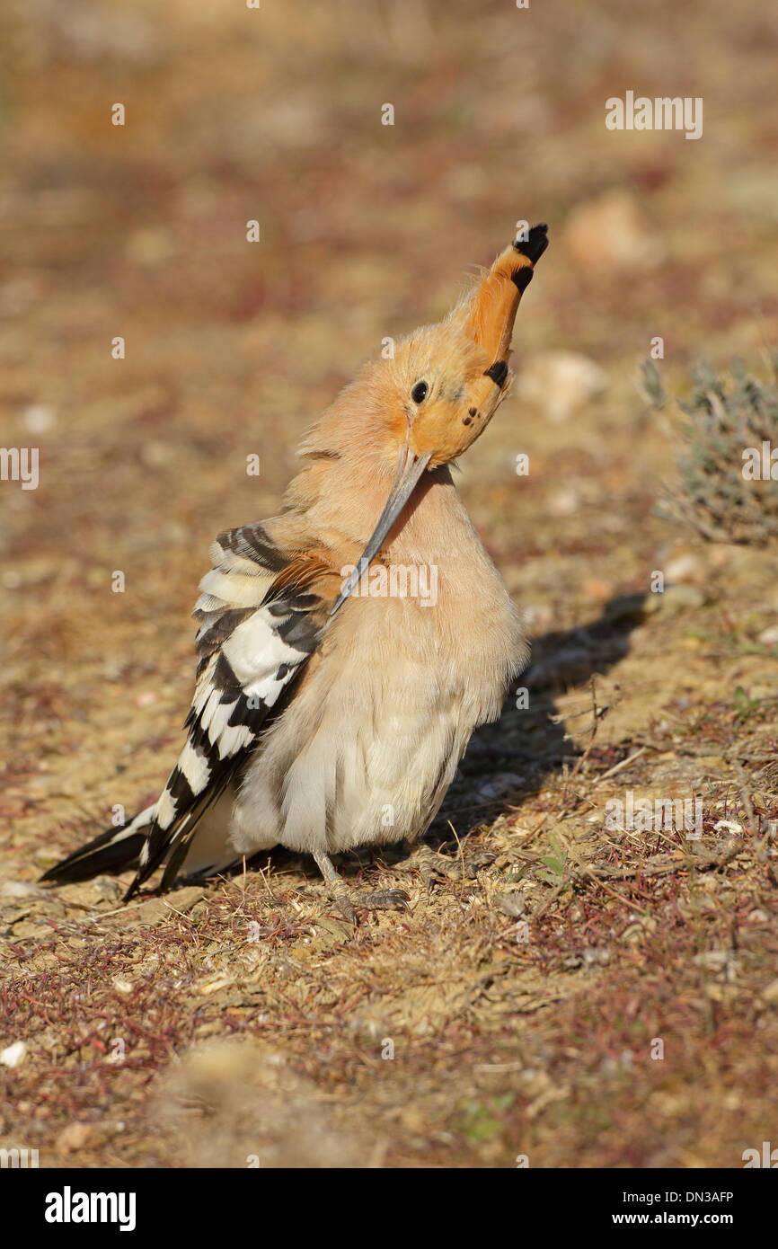 Eurasische Wiedehopf auf dem Boden putzen Stockfoto