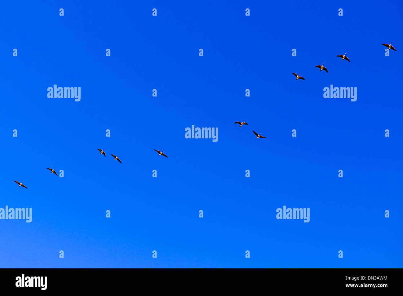 Kanadische Gänse fliegen in V-Formation, die Migration von Süden für den Winter. Stockfoto