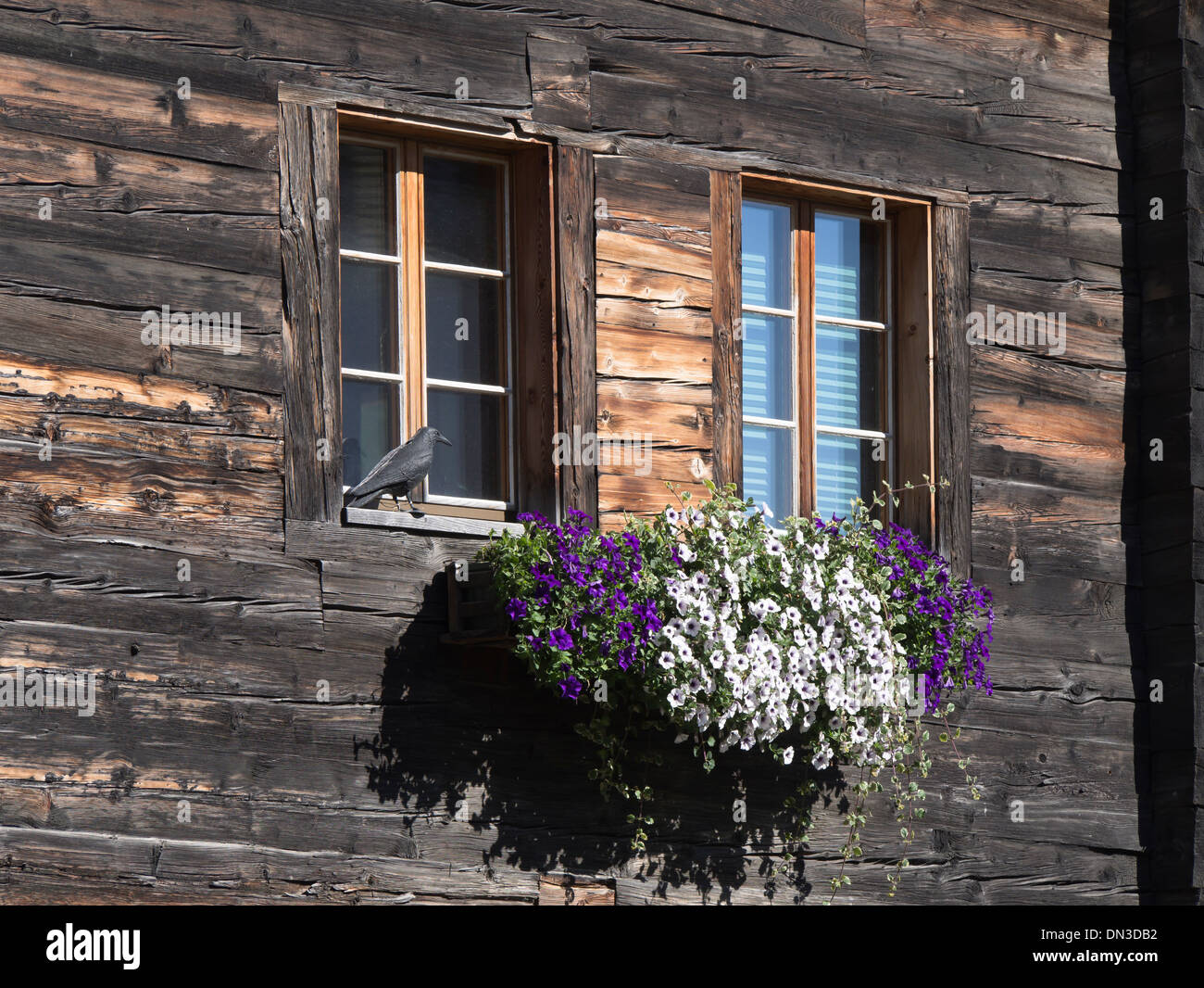 Typische traditionelle hölzerne Altholz Haus Fassade mit Fenster, das Dorf Münster Schweiz keine Parkplatz-Zeichen und Blume-box Stockfoto