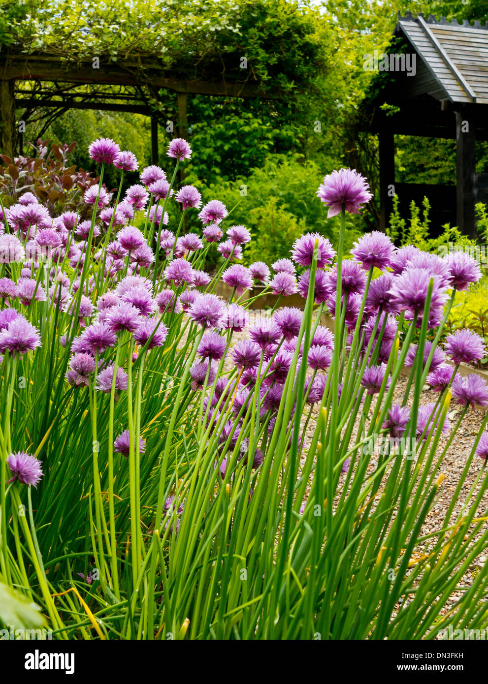Schnittlauch Allium Schoenoprasum wächst im mittelalterlichen Kräutergarten bei Stafford Castle Staffordshire England UK Stockfoto
