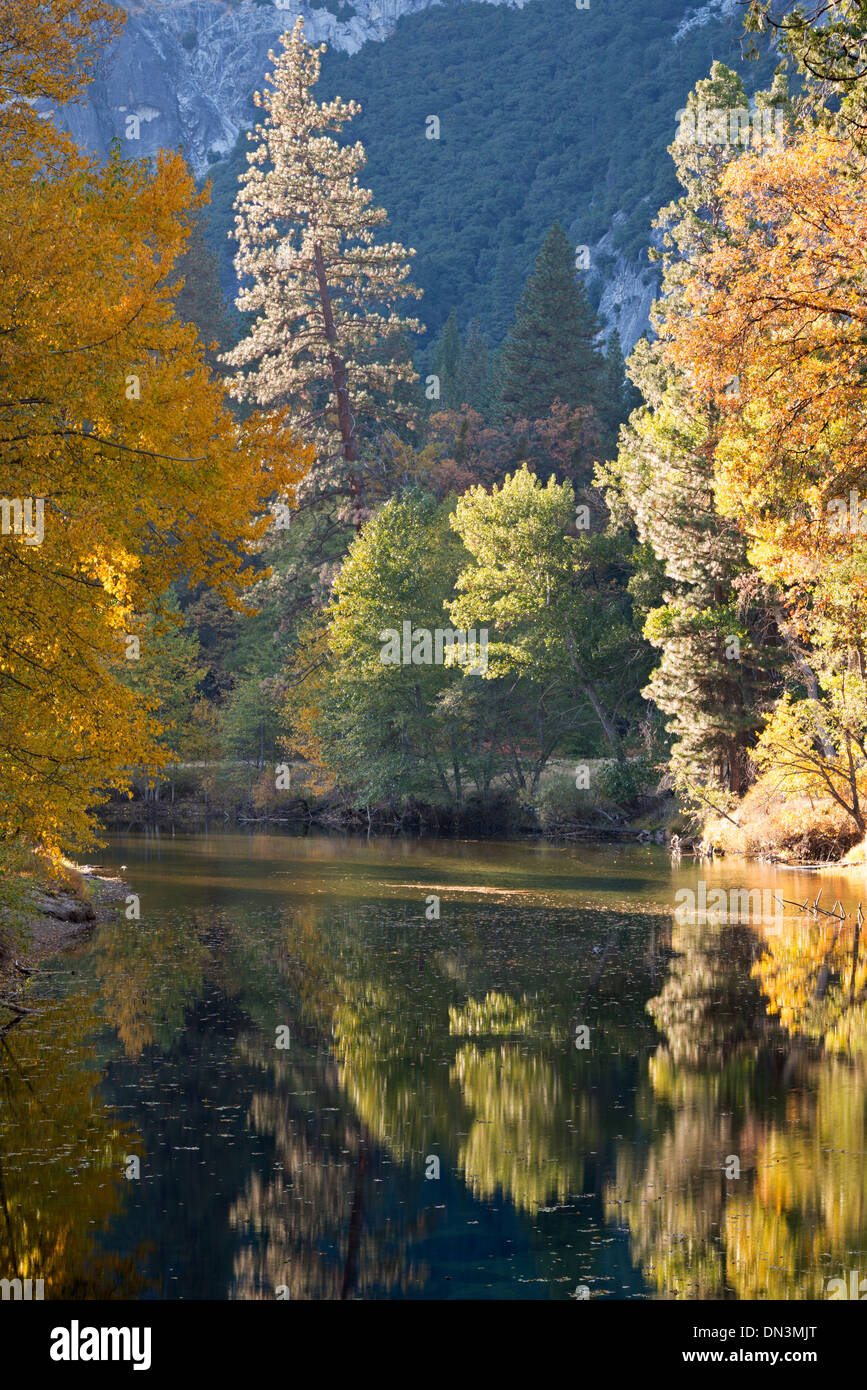 Herbstlaub spiegelt sich in den Merced River, Yosemite Valley, Kalifornien, USA. Herbst (Oktober) 2013. Stockfoto
