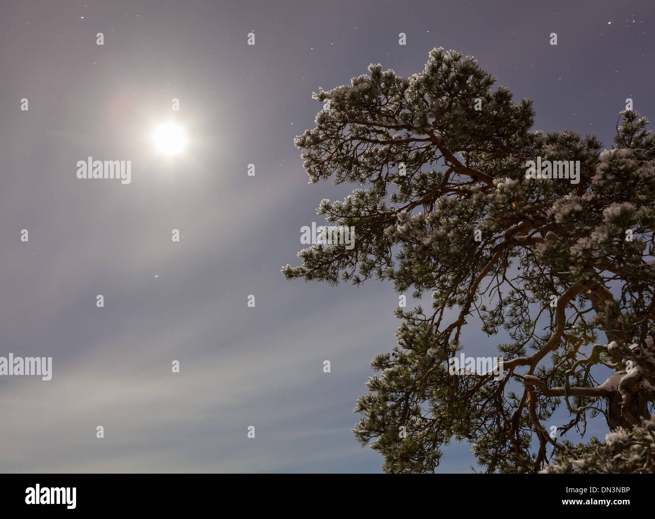 Winterwald im Mondschein Stockfoto