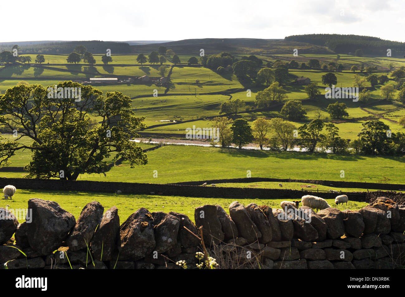 Yorkshire Dales im hohen Sommer, einer üppigen grünen Landschaft. Stockfoto