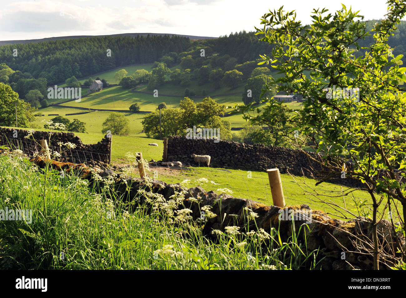 Yorkshire Dales im hohen Sommer, einer üppigen grünen Landschaft. Stockfoto