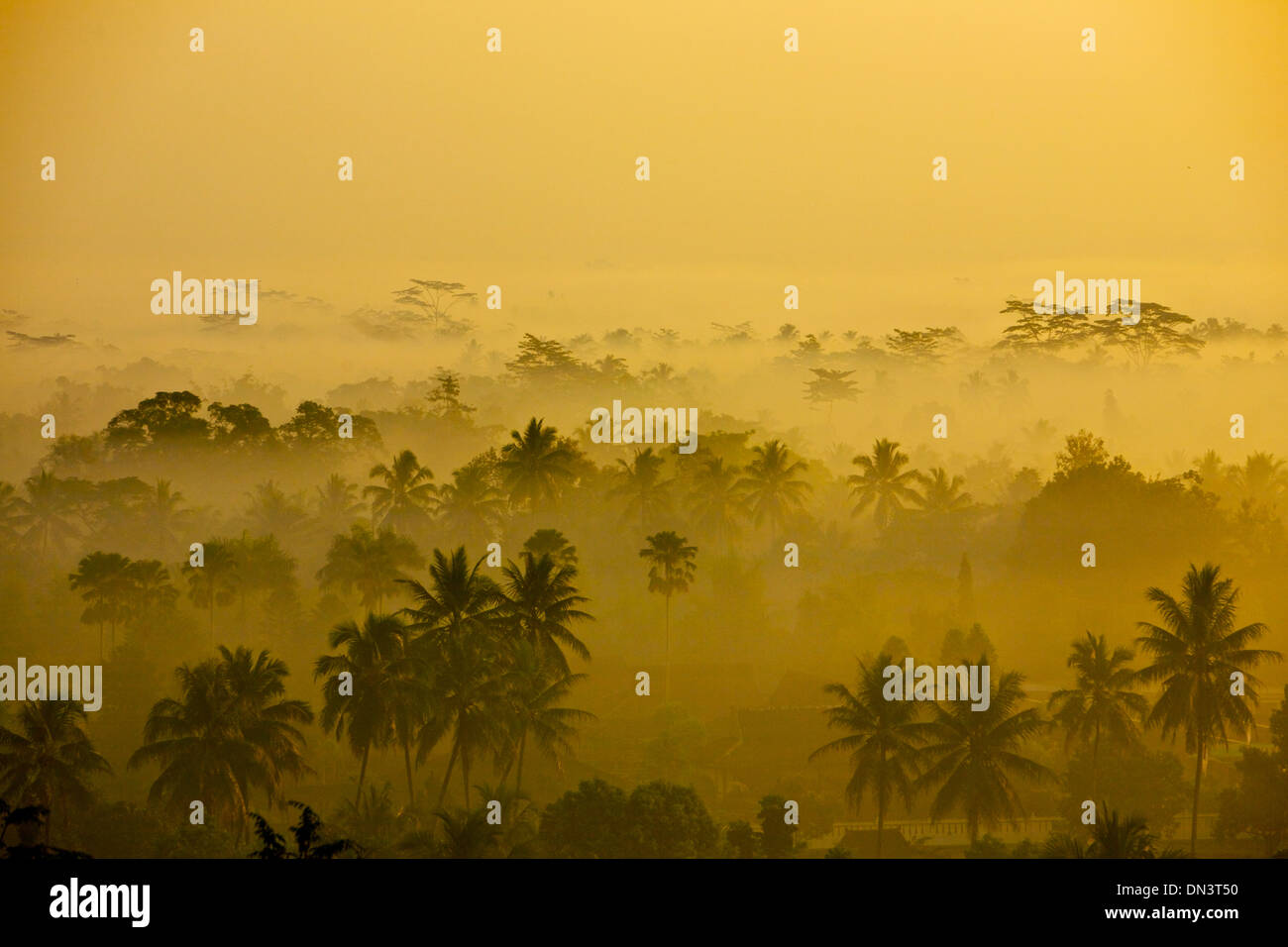 Nebel deckt den Dschungel gesehen bei Dämmerung von Borobudur-Tempel, Java, Indonesien Stockfoto